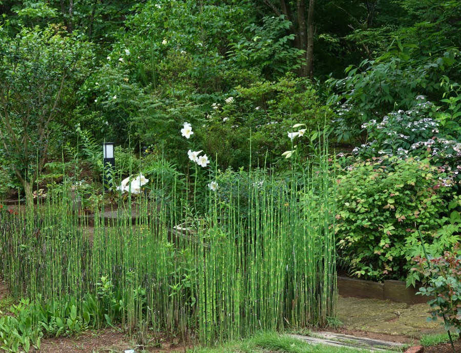 梅雨を越えてもはや「雨期」 換気、庭の花。 樹下のひととき